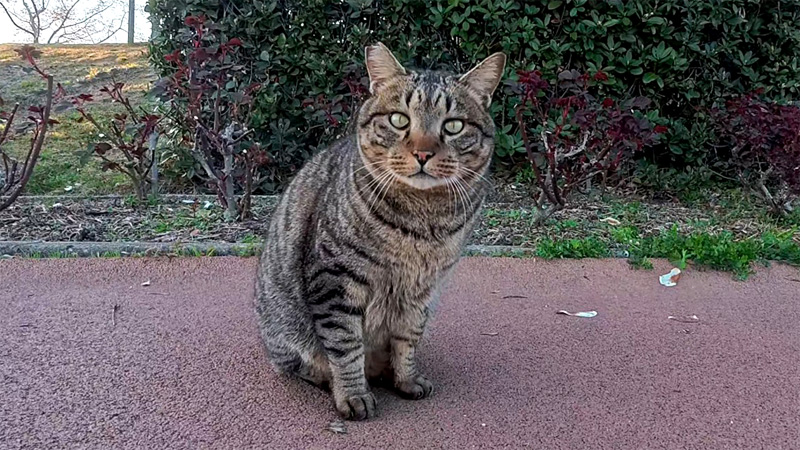 ジョギングコースで出会った猫