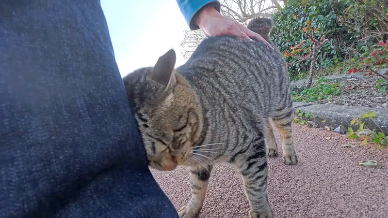 頭を擦り付ける猫