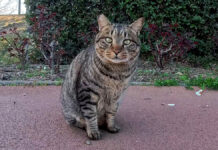 ジョギングコースで出会った猫