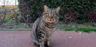 ジョギングコースで出会った猫