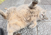 ヘソ天ポーズの猫