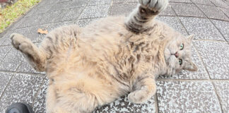 ヘソ天ポーズの猫
