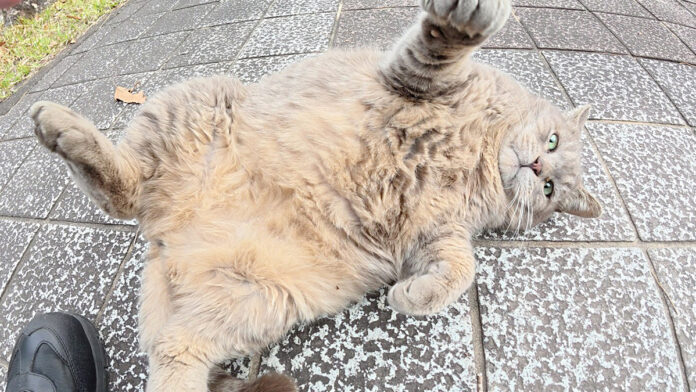 ヘソ天ポーズの猫