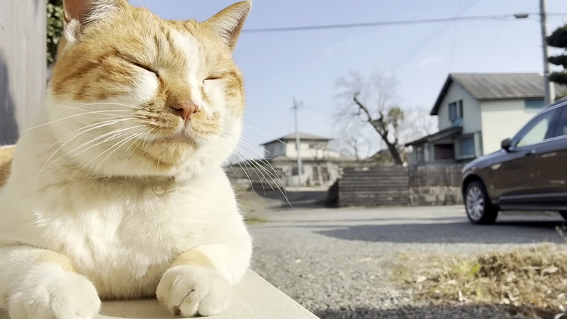 お姉ちゃんの帰りを待つ猫