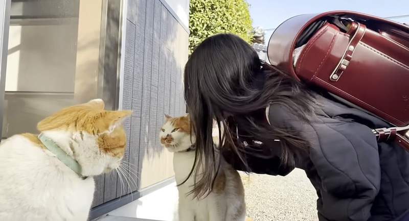 お姉ちゃんを出迎える猫達
