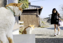 お姉ちゃんを出迎える猫達