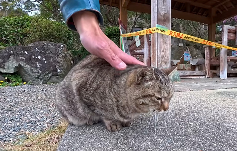 ナデナデされる猫