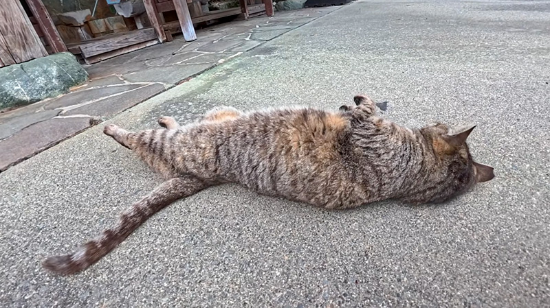 足をピーンと伸ばす猫