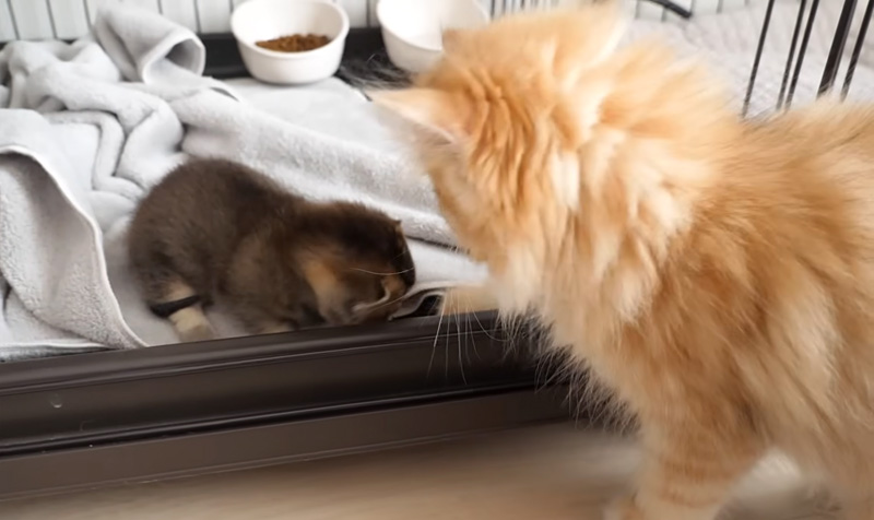 赤ちゃん猫を遊びに誘う子猫