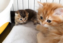 赤ちゃん猫を遊びに誘う子猫