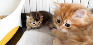 赤ちゃん猫を遊びに誘う子猫