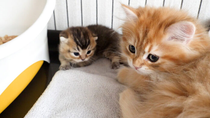 赤ちゃん猫を遊びに誘う子猫