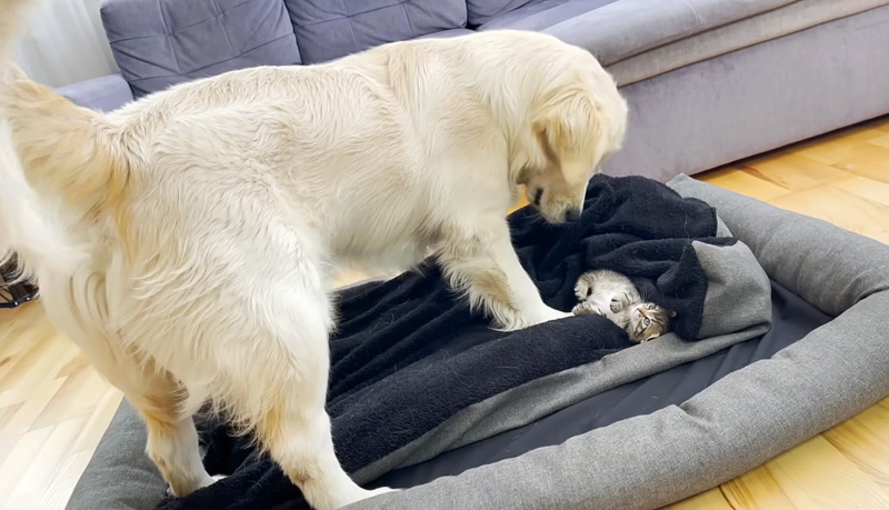 子猫にベッドを占領された犬