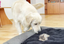 子猫にベッドを占領された犬