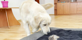 子猫にベッドを占領された犬