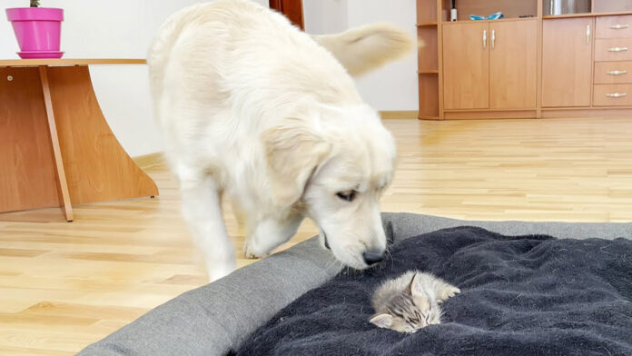 子猫にベッドを占領された犬