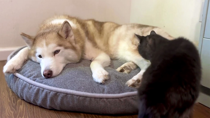 犬のところに向かった猫