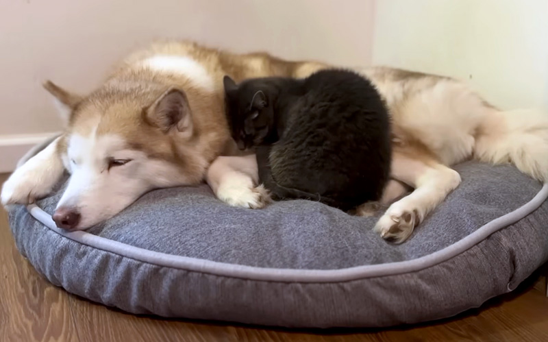 犬に寄り添う猫