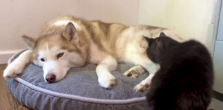 犬のところに向かった猫
