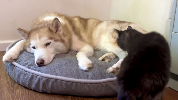 犬のところに向かった猫