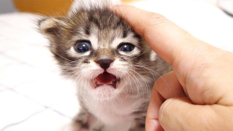 抱っこして欲しい子猫