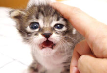 「抱っこ抱っこ」と赤ちゃん猫が膝を登って甘える姿にキュンとする ( *´艸`)♡ 抱っこして欲しい子猫