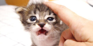 抱っこして欲しい子猫