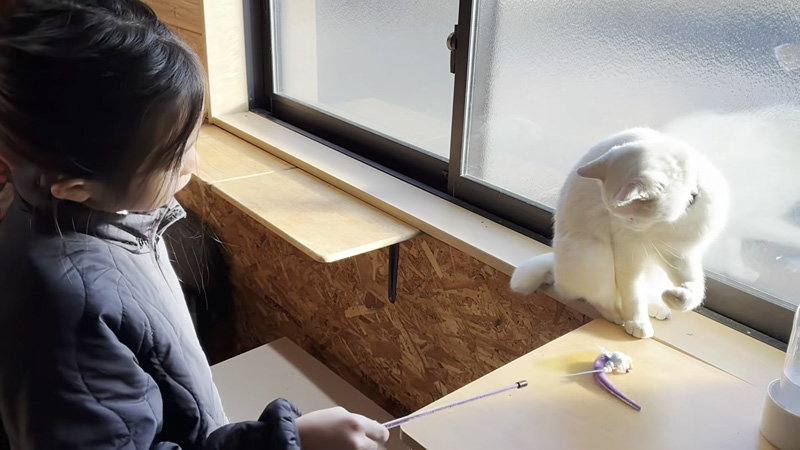 仲良しな女の子と猫