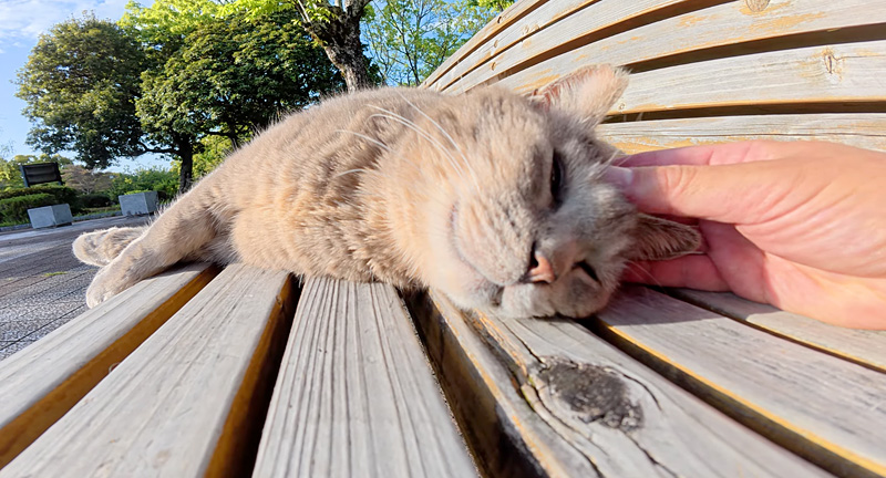 ナデナデされる猫