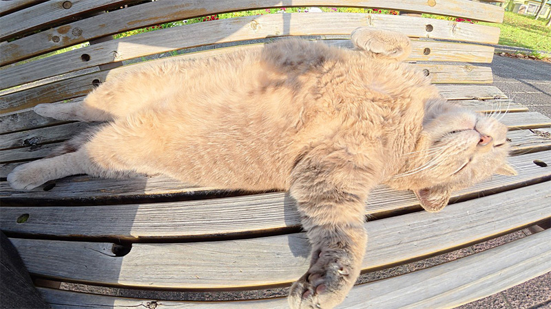 ヘソ天ポーズの猫