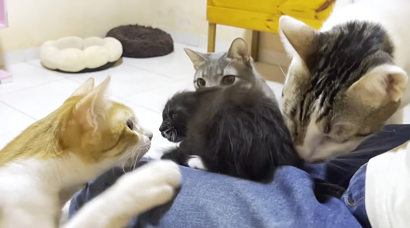 先住猫達に初めて会った保護子猫