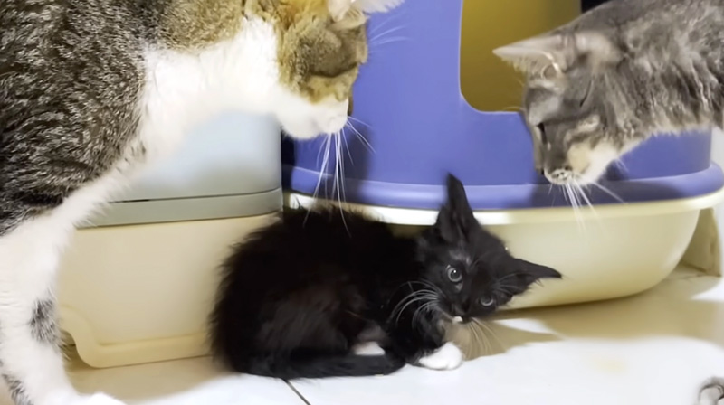 先住猫達に初めて会った保護子猫