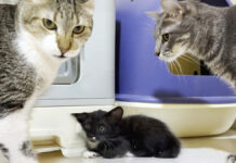 先住猫達に初めて会った保護子猫