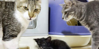 先住猫達に初めて会った保護子猫