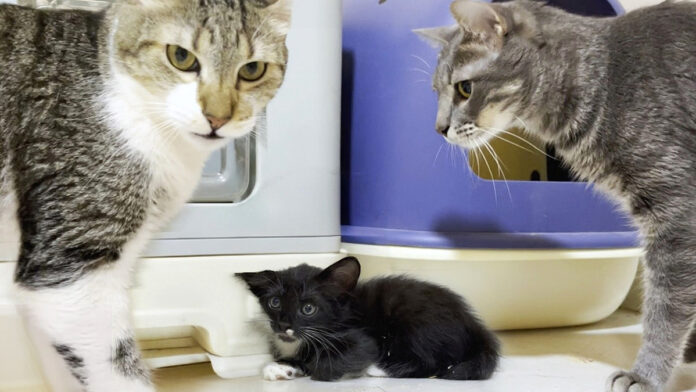 先住猫達に初めて会った保護子猫