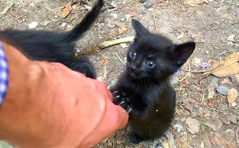 帰って欲しくない子猫