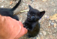 帰って欲しくない子猫