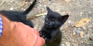 帰って欲しくない子猫