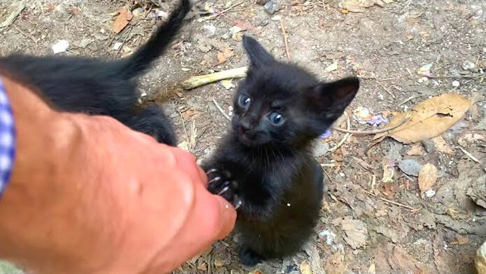 帰って欲しくない子猫