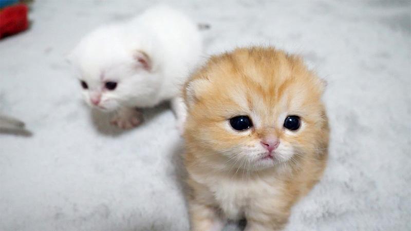 ふわふわの子猫達