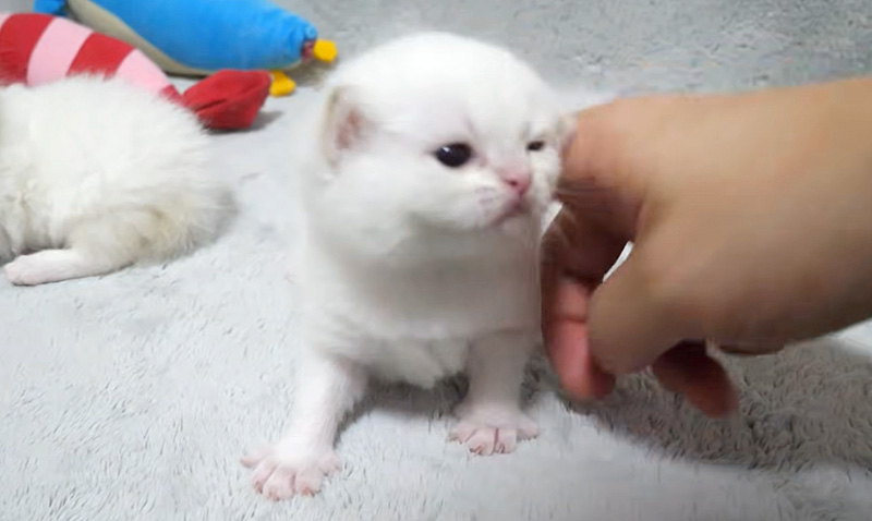 撫でられる子猫