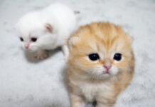 ふわふわの子猫達