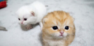 ふわふわの子猫達