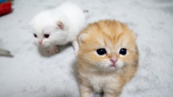 ふわふわの子猫達