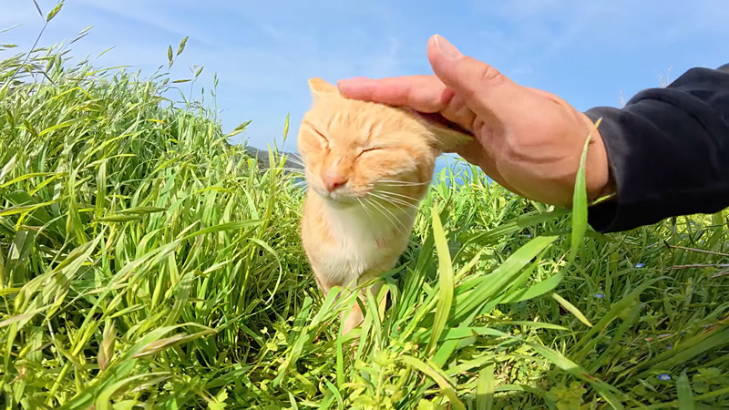 撫でられる猫