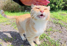 崖を登って来た猫