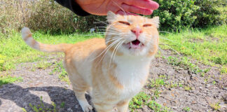 崖を登って来た猫