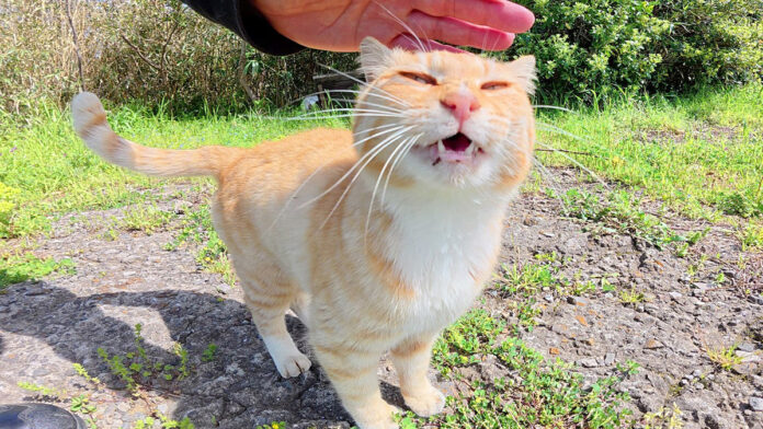 崖を登って来た猫