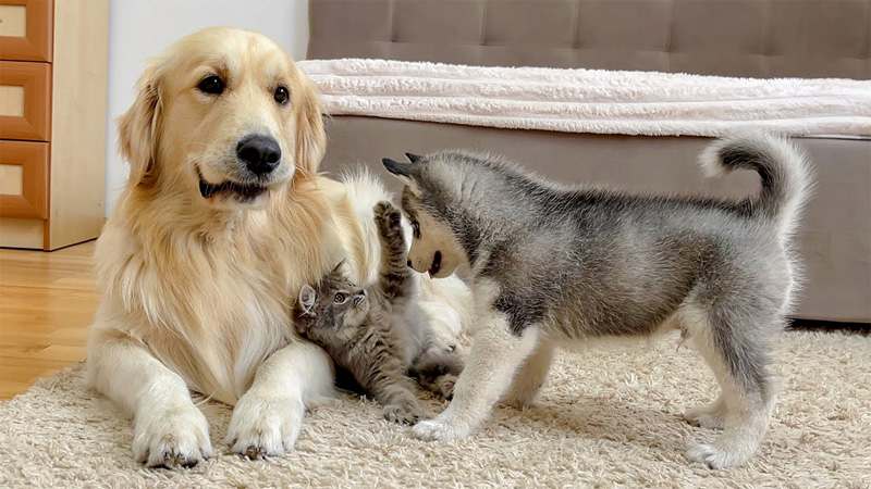 子猫に興味津々のハスキー犬