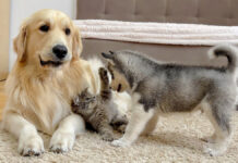 子猫に興味津々のハスキー犬